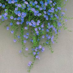 blue flowers growing on the side of a building