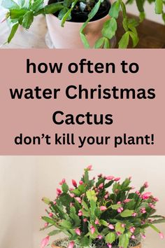 Christmas cactus in a pot. How To Care For Christmas Cactus Plants, Xmas Cactus, Crab Cactus, Christmas Cactus Care, Poinsettia Care, Christmas Cactus Plant, How To Water Succulents, Easter Cactus, Thanksgiving Cactus