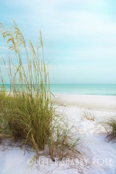 the beach is covered in white sand and sea oats