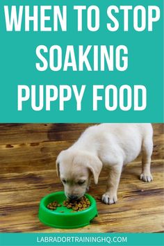 a puppy eating food out of a green bowl with the words when to stop soaking puppy food