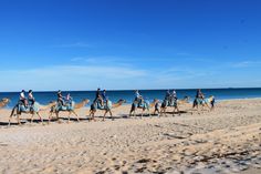 a group of people riding camels on top of a sandy beach next to the ocean