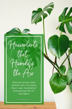 Humidity Plants, Houseplant Tips, Air Purifying House Plants, Air Air, Air Purifying Plants, House Plants Decor, House Plant Care, Garden Care, Cool Plants