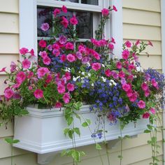 a window box filled with purple and pink flowers