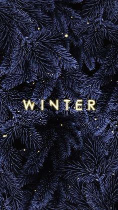 the words winter are written in gold letters on a dark blue background with pine needles