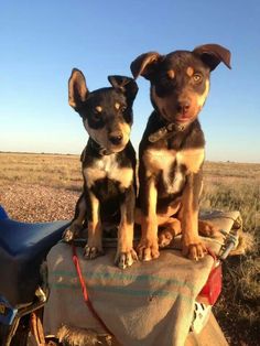 two dogs sitting on the back of a motorcycle