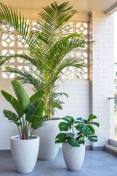 three large potted plants sitting on top of a tiled floor next to a window