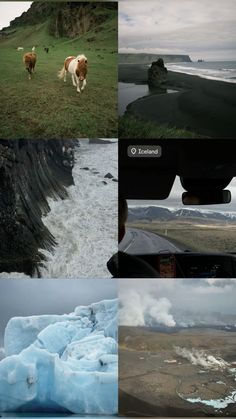 four different pictures with animals in them and some water on the other side, including an iceberg