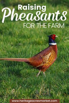 a pheasant standing in the grass with text reading raising pheasants for the farm