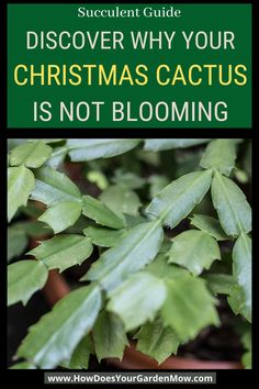 christmas cactus not blooming Bathroom Plants Decor, Cactus Bloom