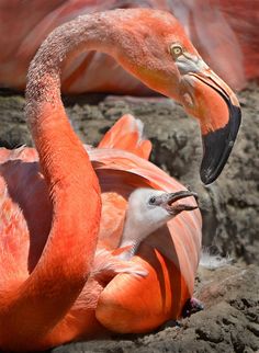 two flamingos standing next to each other in the dirt