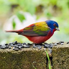 a colorful bird sitting on top of a pile of sunflower seeds next to grass