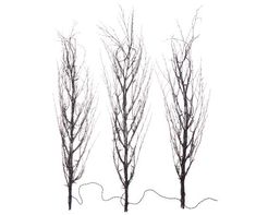 three bare trees with no leaves in front of a white background and one has red berries on it