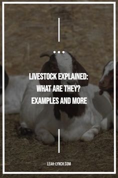 Wondering what does livestock even mean and what animals are considered livestock?   If you are planning on getting farm animals for your homestead check out this post. Global Recipes