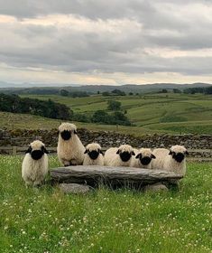 four sheep are sitting on a bench in the grass