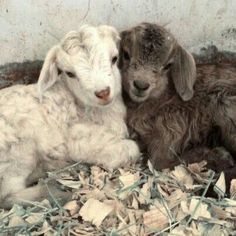 two lambs laying next to each other on the ground