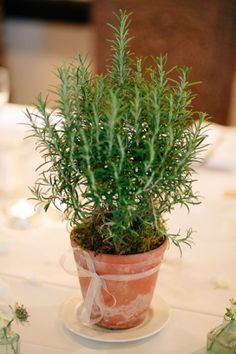 a small potted plant sitting on top of a table