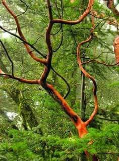 an orange tree in the middle of a forest with lots of green trees around it