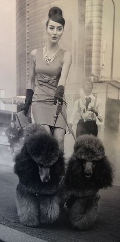 a woman walking two poodles down the street