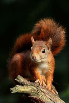 a red squirrel sitting on top of a tree branch with its tail hanging down and looking at the camera