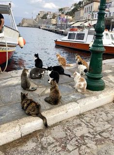 a group of cats sitting on top of a stone floor next to a body of water