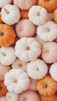 many small pumpkins are arranged in rows