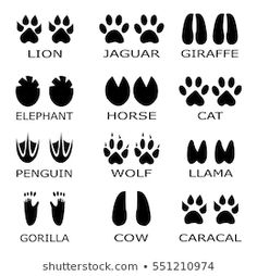 the different types of animals and their tracks in black on a white background, each with an animal's name