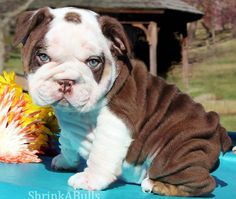 a puppy sitting on top of a blue table next to a stuffed toy hedgehog