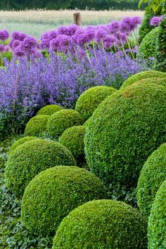 a garden filled with lots of green bushes and purple flowers