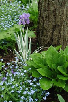 an image of some flowers and plants in the grass near a tree with blue flowers on it