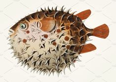 a drawing of a puffer fish with green eyes and brown spots on it's body