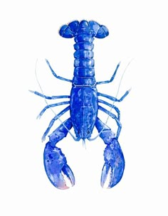 a blue lobster on a white background with watercolors and pen - drawing technique