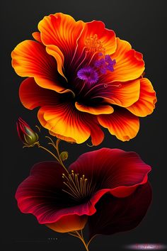 an image of two flowers that are on a black background, one is red and the other is orange