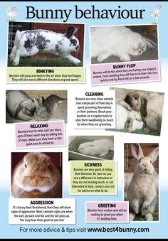 bunny behavior chart with pictures of rabbits and other animals, including an adult rabbit in the center