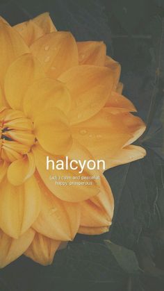 a yellow flower with the words halcyon on it