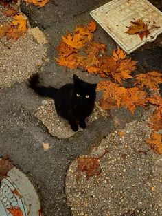 a black cat sitting on the ground surrounded by leaves