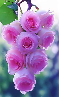 pink roses are hanging from a branch with green leaves on the top and bottom half