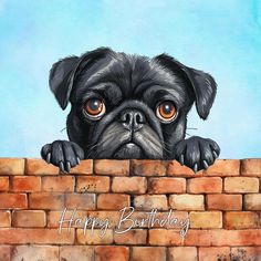 a black pug peeking over a brick wall with the words happy birthday written on it