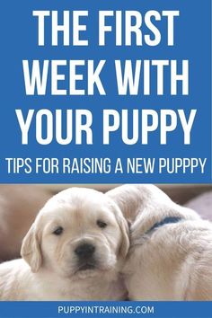 two puppies cuddling together with the text, the first week with your puppy tips for raising a new puppy