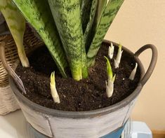 a potted plant with some white flowers in it