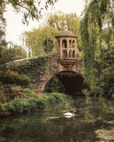 there is a swan swimming in the water near a bridge that has a clock tower on it