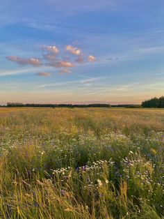 an empty field with wildflowers and trees in the distance