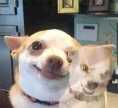 two small dogs sitting next to each other on top of a table in an office