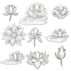 lotus flowers and leaves drawn in black ink on white paper, set of six different types