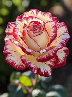 a red and white rose with green leaves in the background