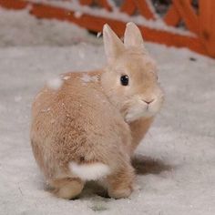 a small rabbit is sitting in the snow