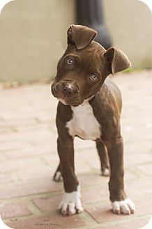 a brown and white dog standing on top of a brick floor