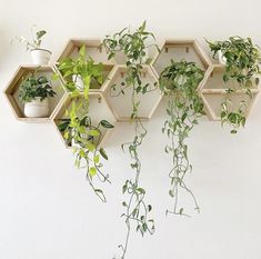 several hexagonal shelves with plants on them hanging from the wall in front of a white wall