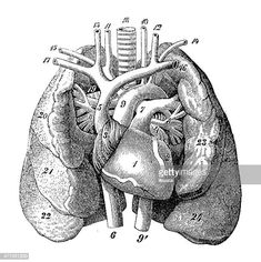 the human heart and lungs, vintage engraved engraving stock photo