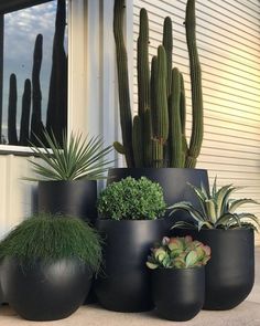 several different types of plants in black pots