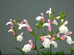 some pink and white flowers are in a vase